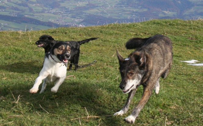 Tanzhund Mozart jagen auf dem Rossfeld