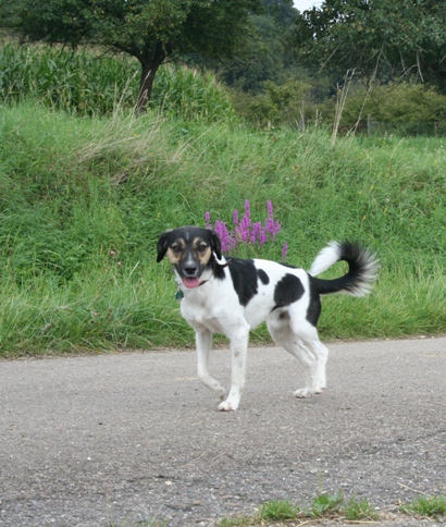 Tanzhund Mozart beim Spazierengehen