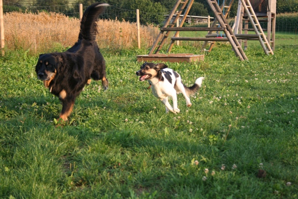 Tanzhund Mozart beim spielen