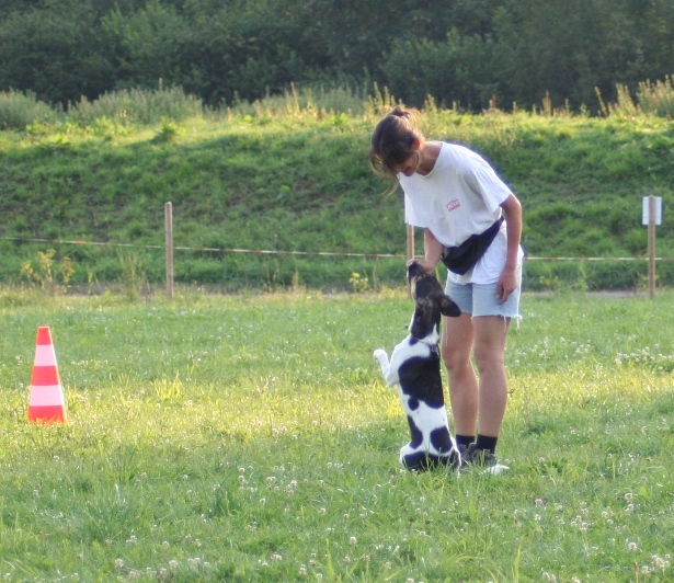 Tanzhund Mozart im training