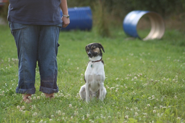 Tanzhund Mozart schaut mal